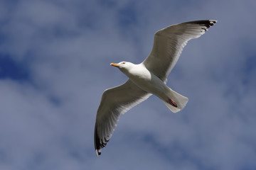 Fototapeta na wymiar Herring Gull