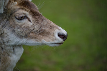 Deer head