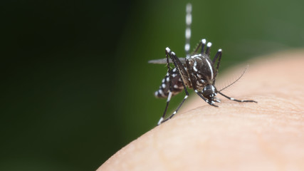 mosquito, malaria, influenza