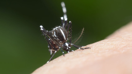 mosquito, malaria, influenza