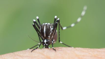 mosquito, malaria, influenza