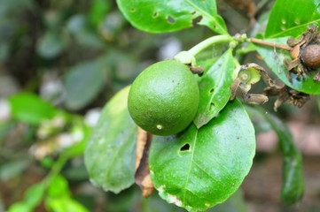 Grapefruit blossom in the spring time