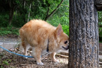 チワワ　散歩もう少しで夏ですねー