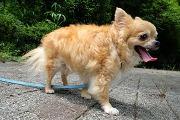 チワワ　散歩もう少しで夏ですねー
