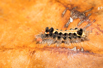 This is a photo of a caterpillar, was taken in XiaMen exhibition garden, China.