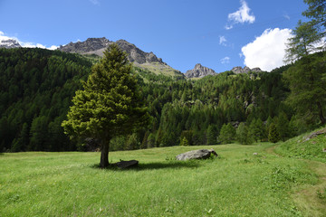 paesaggio di montagna montagne prateria spettacolo natura Alpi Trentino Italia sentiero malga maso