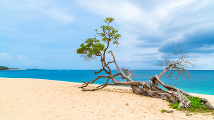 Tree growing across the sand on tropical beach