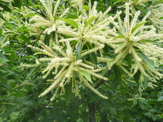 detail of exotic tree in blossom