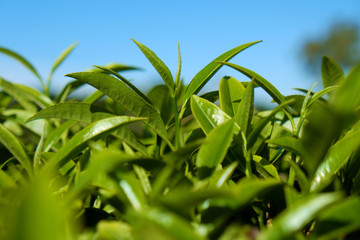 Tea leaf background