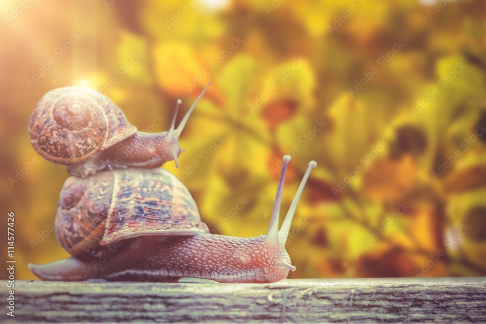 Poster composite image of snail on a white background