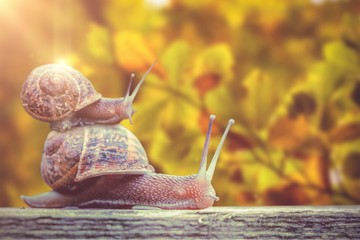 Composite image of snail on a white background © vectorfusionart