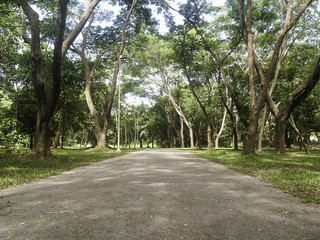 Obraz premium country road with tunnel tree