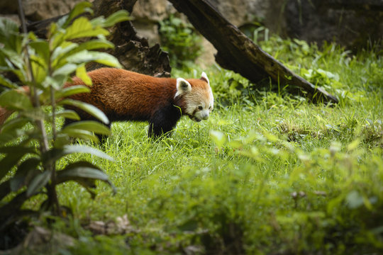Red panda in nature