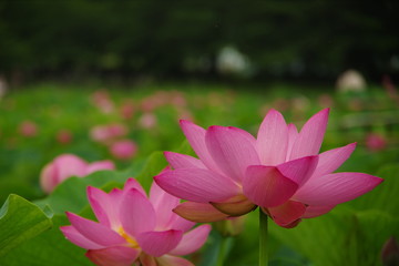 Obraz premium Lotus