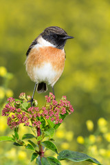 Beautiful wild bird
