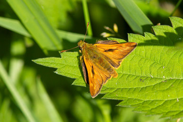 Large Skipper butterfly on leaf.