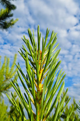 Needles on a branch of the fir tree