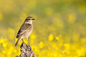 Beautiful wild bird