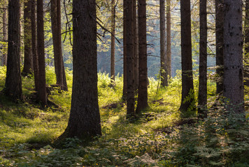 backlit spruce trees in forest 