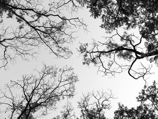 Silhouette tree