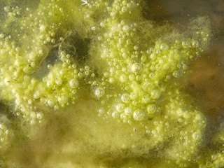 Green algae growing on the water's surface