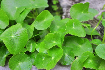 Pennywort