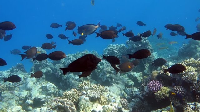 Quantities of marine and coral fish - Red sea 