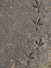 Bird footprints on the ground