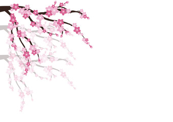 Cherry blossom. Sakura  pink flowers  background.