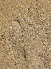 Fototapeta na wymiar shoe foot print on sand