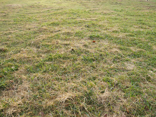 green grass and dry grass