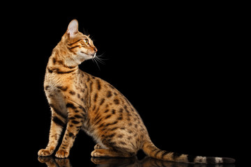 Playful Bengal female Cat with beautiful spots Sitting and Looking back on Isolated Black Background, Side view, Adorable breed