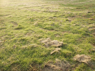 Fototapeta na wymiar green grass and dry grass