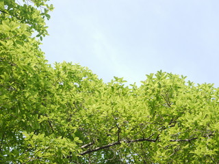 Green leaves against the sky