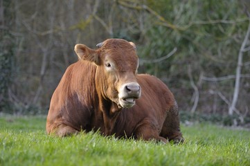  taureau  de race limousine qui rumine, couché dans le pré