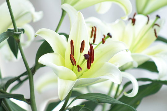 Close-up shot of white lily flower with petals and stamen against plain white background