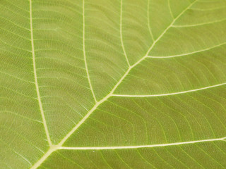 leaf texture ( teak leaf )
