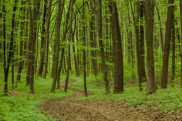 Fototapeta premium spring forest trees