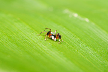 colorful spider on green leaf