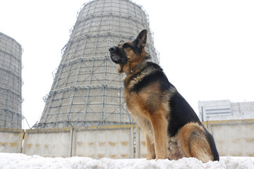 German shepherd dog is guarding an important object