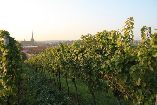 Weinberge Deidesheim