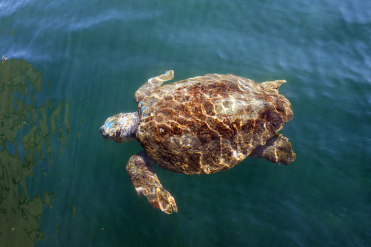 Loggerhead sea turtle in Cephalonia (Kefalonia), Greece