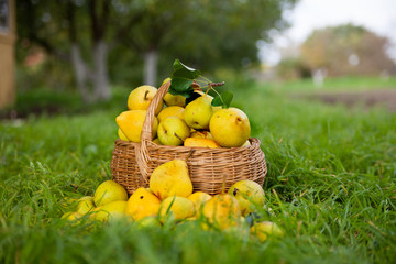 Collected pears in   basket