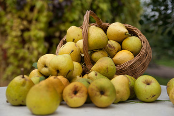 pears in   basket