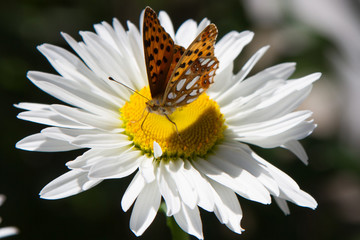 beautiful butterfly on a camomile