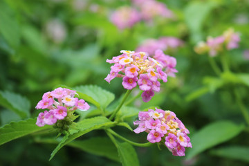 ランタナの花