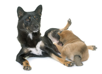 puppy and adult shiba inu