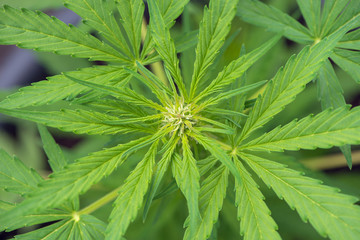 closeup of a young cannabis plant starting to blow