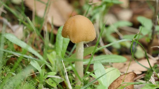 Close-Up of mushroom(Psathyrella velutina or Lacrymaria velutina)