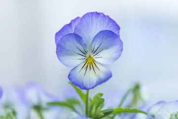 Photo sur Plexiglas Pansies Nahaufnahme von Blüten einer Hornveilchen Blume